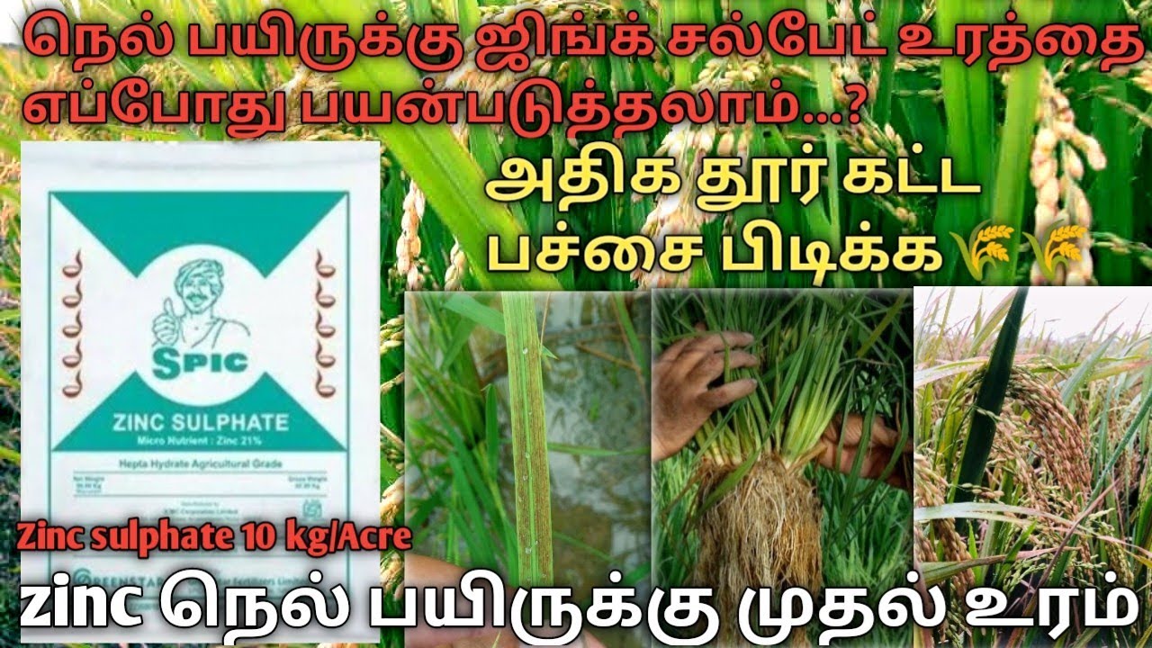 ஜிங்க் சல்பேட் உரம் பயன்கள் | zinc sulphate fertilizer tamil | zinc sulphate fertilizer uses in tami