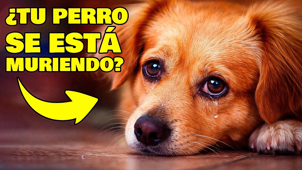 Si Tu Perro GIME Por Las Noches, DIOS Quiere Advertirte ESTO (muy urgente)