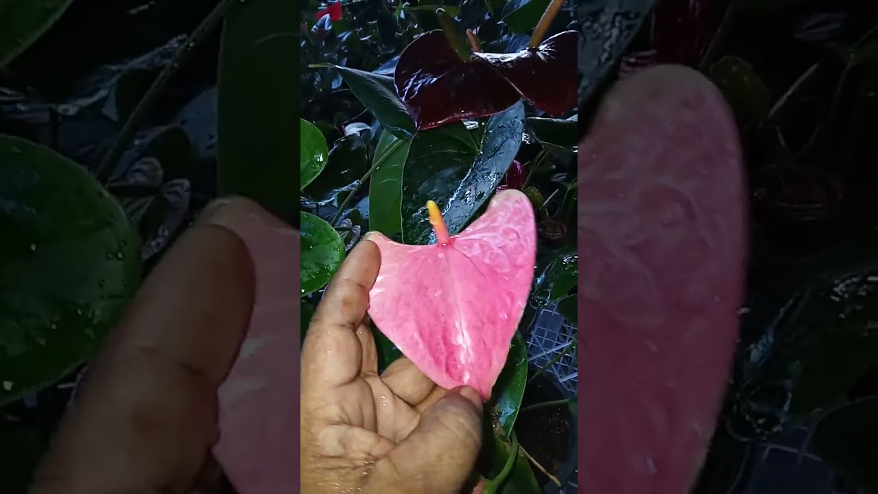 ලස්සන  ම  ලස්සන පැකේජ් දෙකක්  26   27 පැකේජ් 🌹🌹🌹🌹