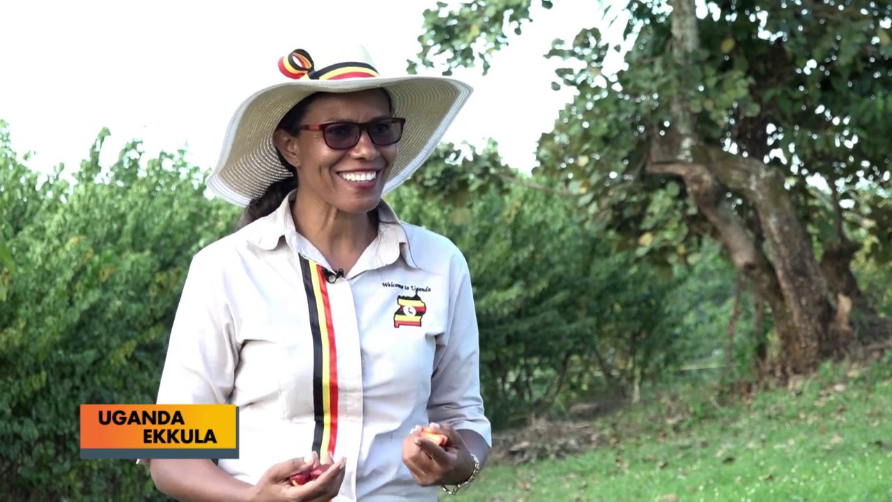 UGANDA  EKKULA:Guuguno omugaso gw'ekibala kya CYCAD  B