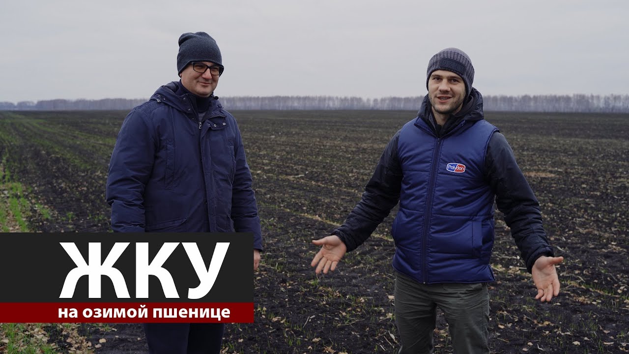 Фермер Алексей Гриднев о ЖКУ на озимой пшенице