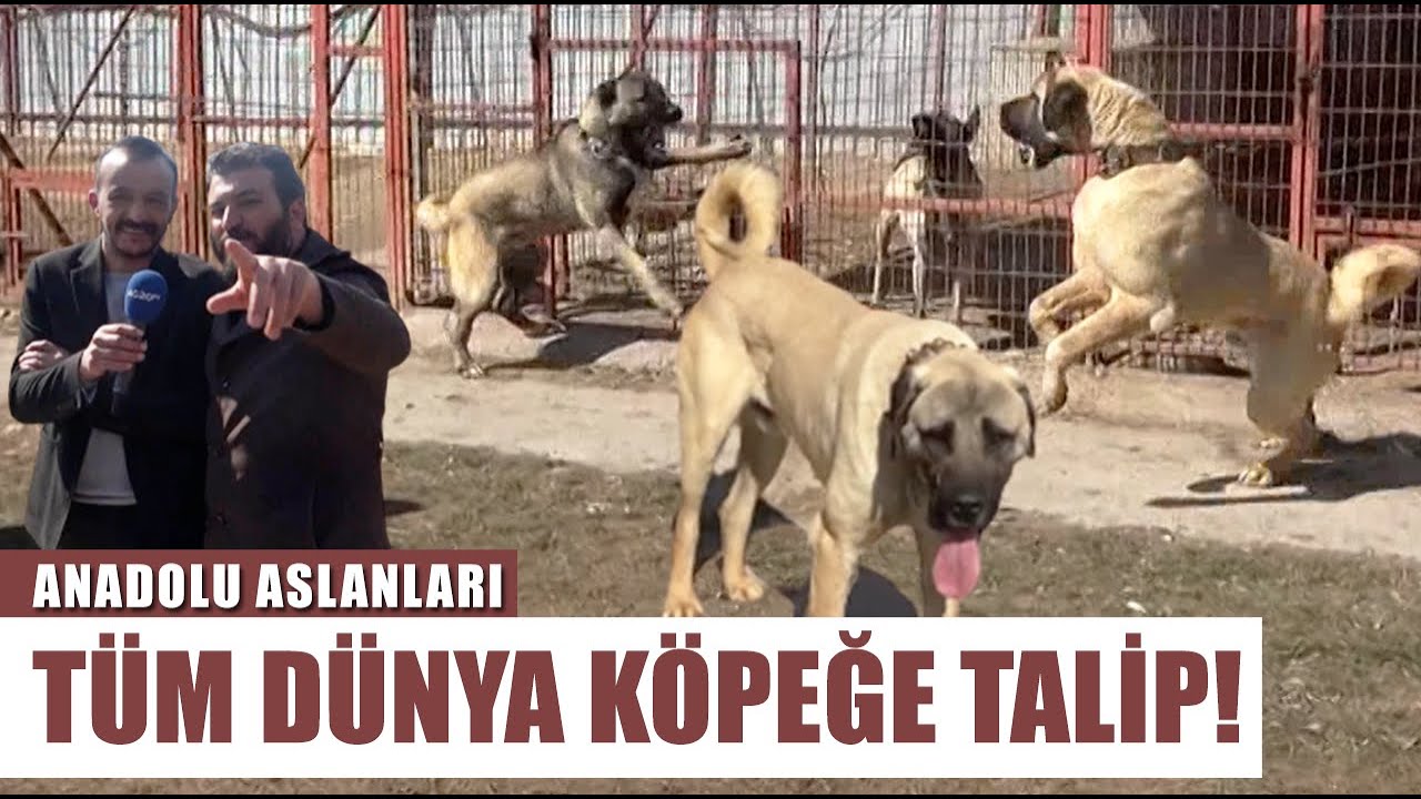 Anadolu Çoban Köpeği Mi Kangal Mı? Tüm Dünya Bu Köpeğin Peşinde! | Anadolu Aslanları