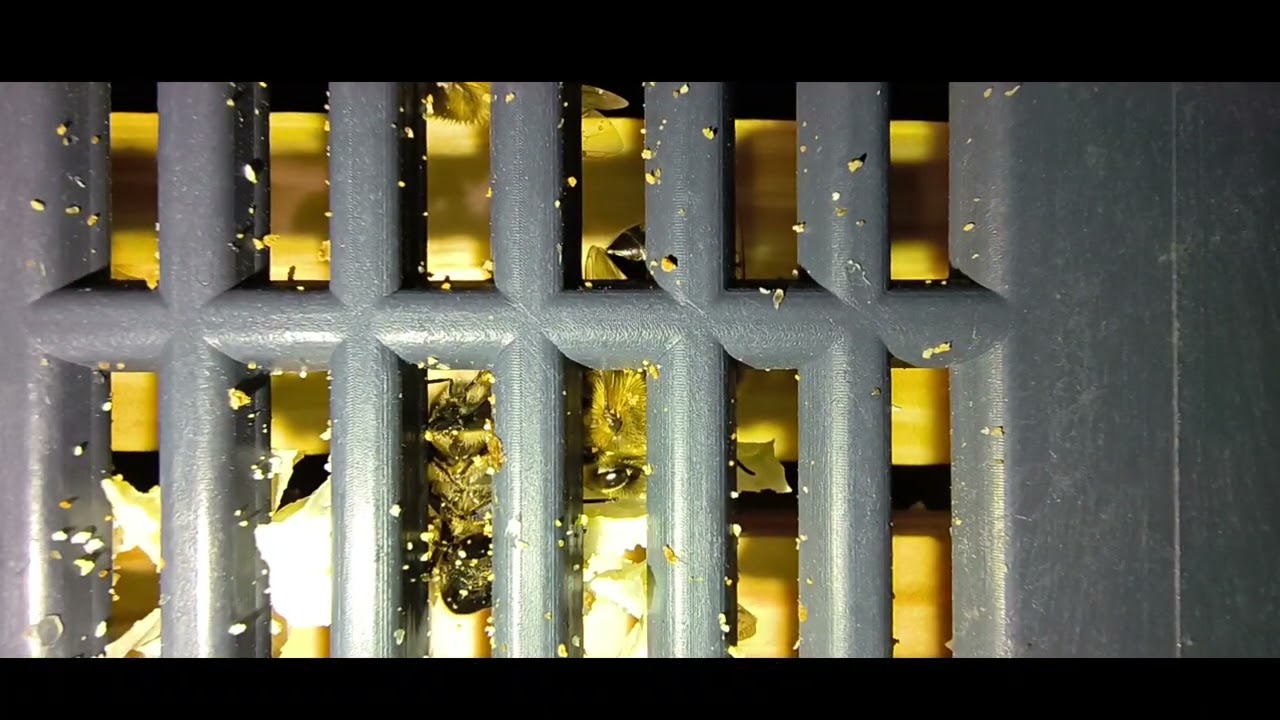 Drugie podejście sprawdzenie czy pszczółki żyją