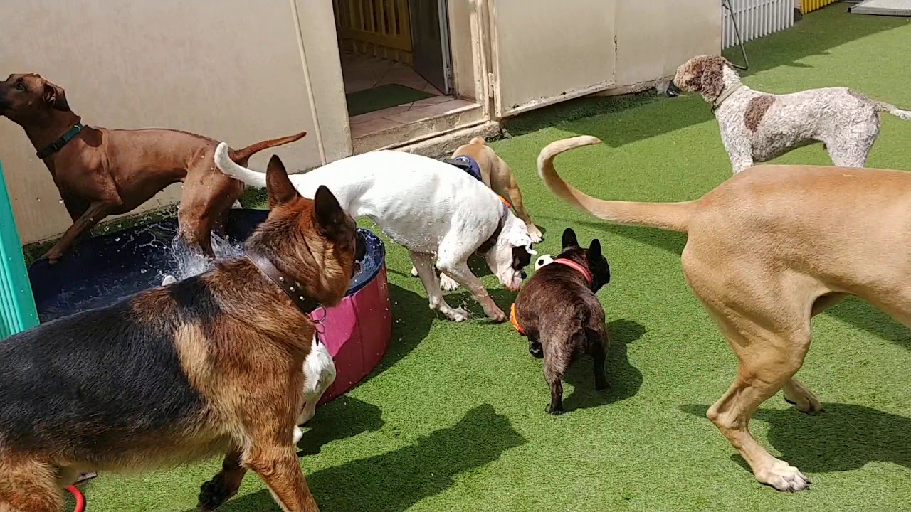Asilo cani milano