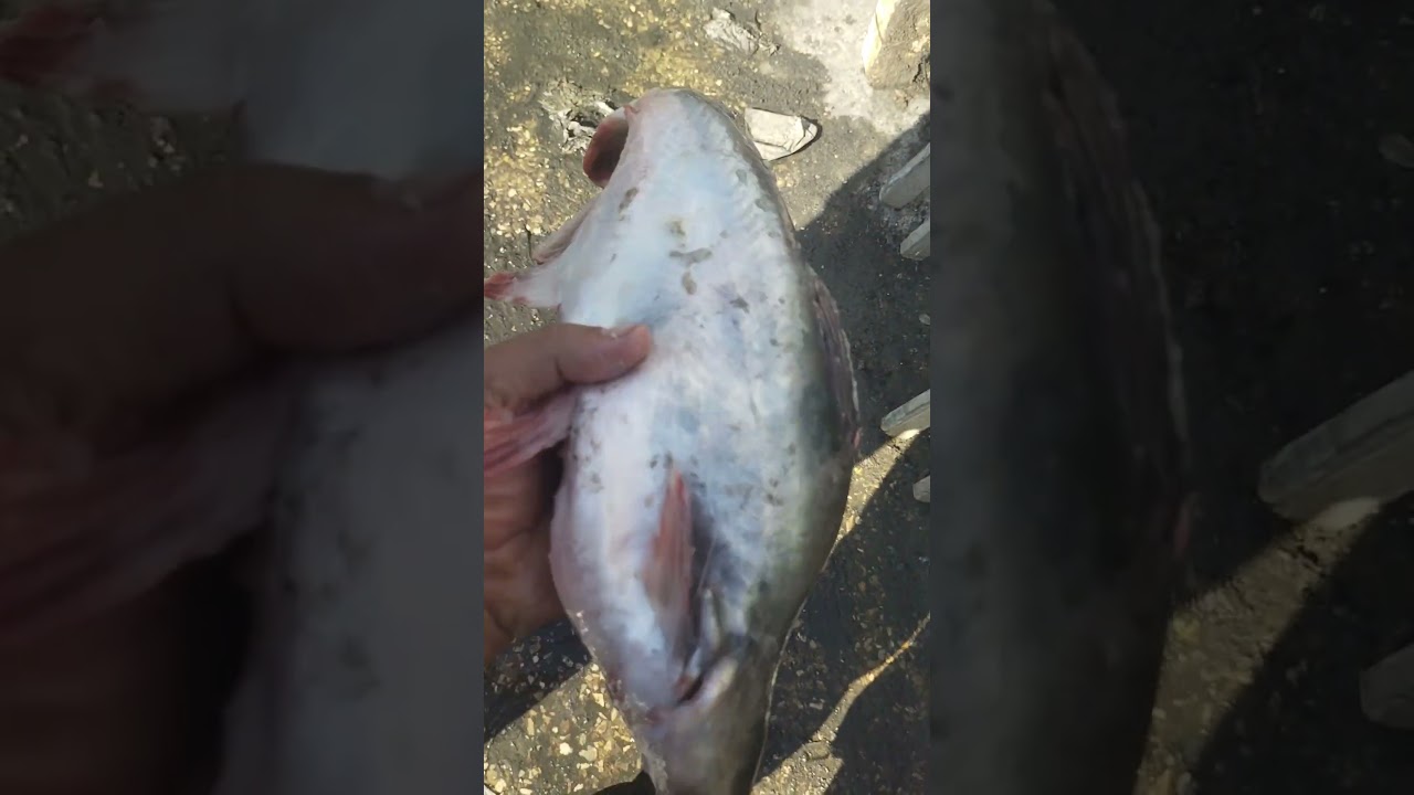 هو ده بقى سمك الباسا بديل البياض السمكايه دي طعمها جميل جدا بس سمينه جدا جدا 