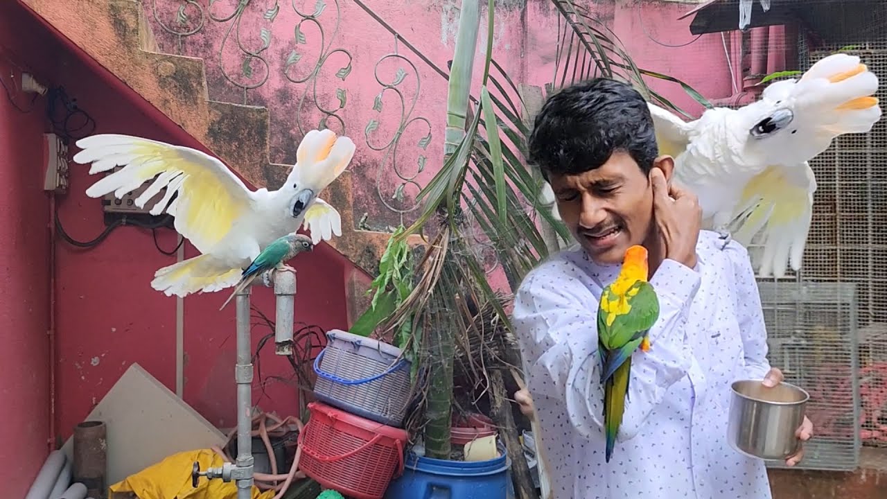 Out Door Free Flight Bird / Talking & Dancing Parrot.