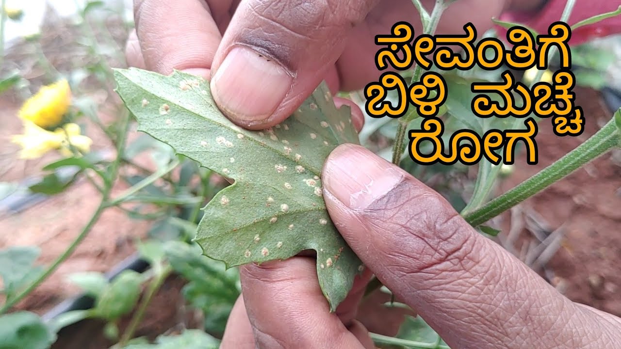 White rust in Chrysanthemum | symptoms and best control measures | fungicides for White rust |