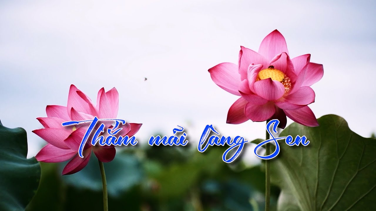 Thắm mãi làng Sen