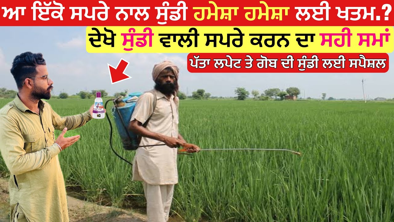 ਦੇਖੋ ਸੁੰਡੀ ਨੂੰ ਮਾਰਨ ਵਾਲੀ ਦਵਾਈ ਕਰਨ ਦਾ ਸਹੀ ਸਮਾਂ | Sada Kisan