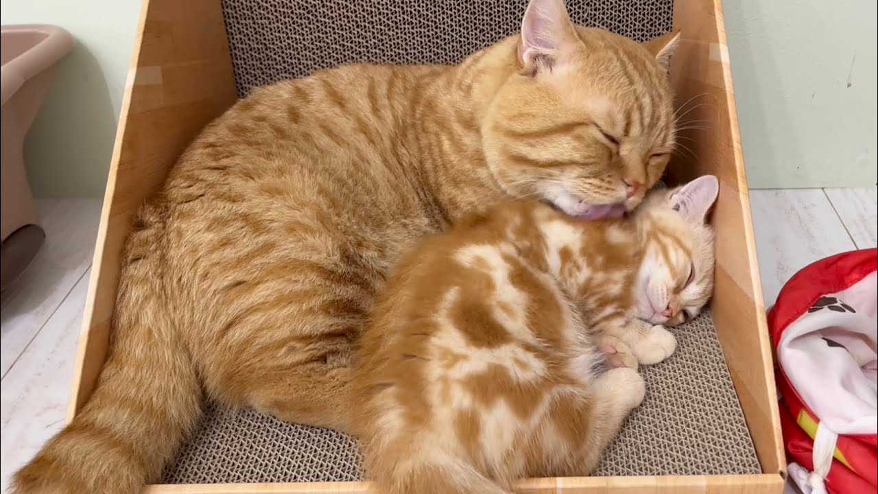 茶々パパに愛されてうっとりする子猫のちゃーぼー💓