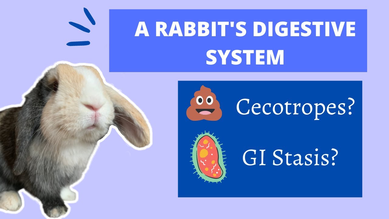 A Rabbit's Digestive System: Cecotropes and GI Stasis?