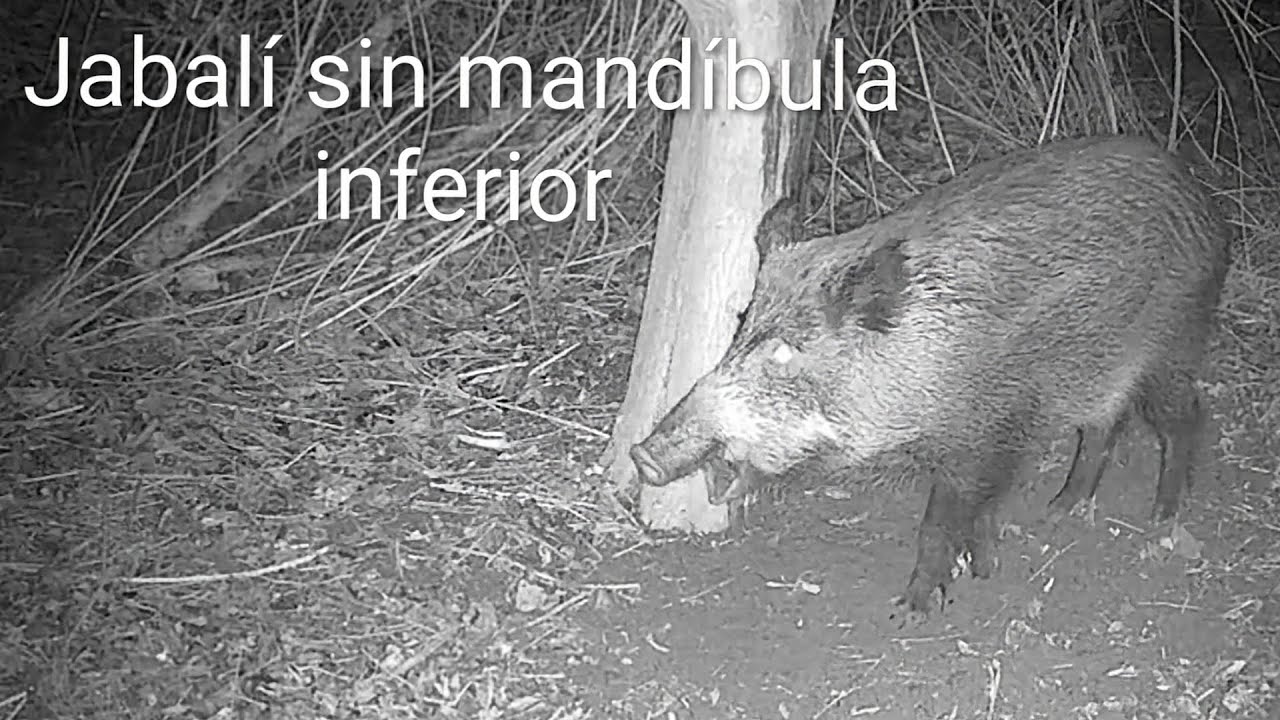Jabalí sin mandíbula inferior. Camara izeeker ig420