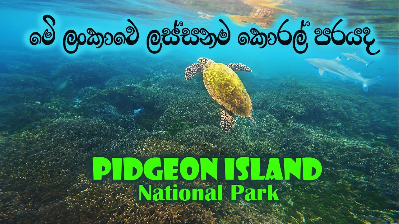 Pidgeon Island National Park | Snorkeling with Sharks | Sri Lanka