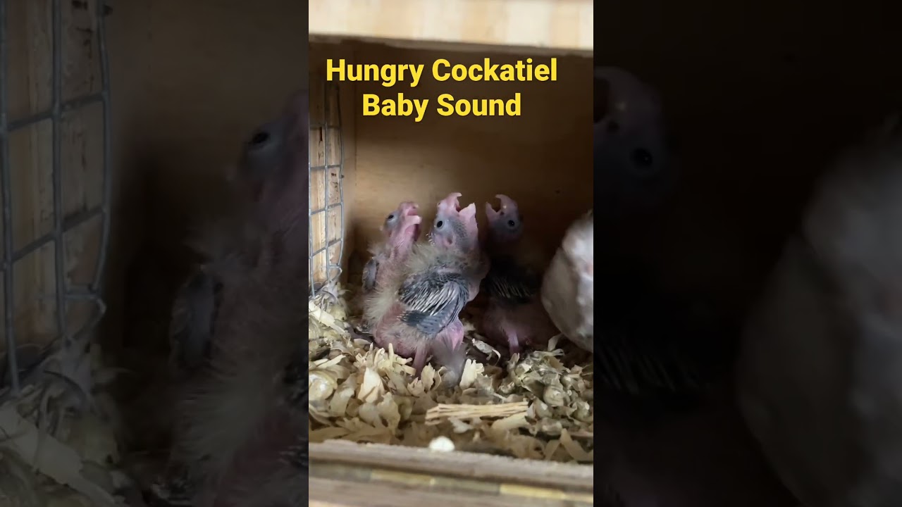 Hungry Cockatiel Baby Sound #shorts #trending #cockatiel #cockatielbreeding #cockatiels #parrot