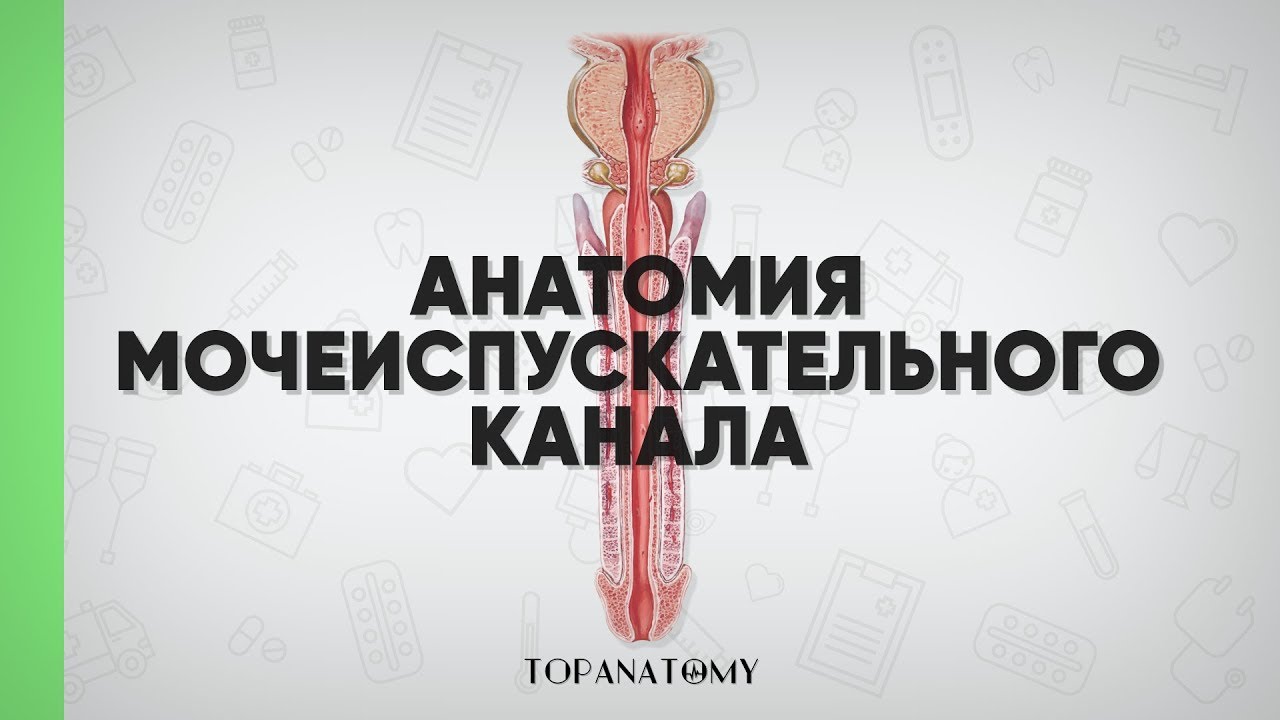 Анатомия мочеиспускательного канала (мужского и женского)