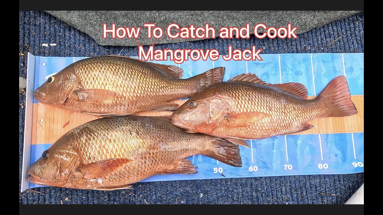 Gold Coast Fishing The Spit - How to Catch Mangrove Jack Fillet And Cook