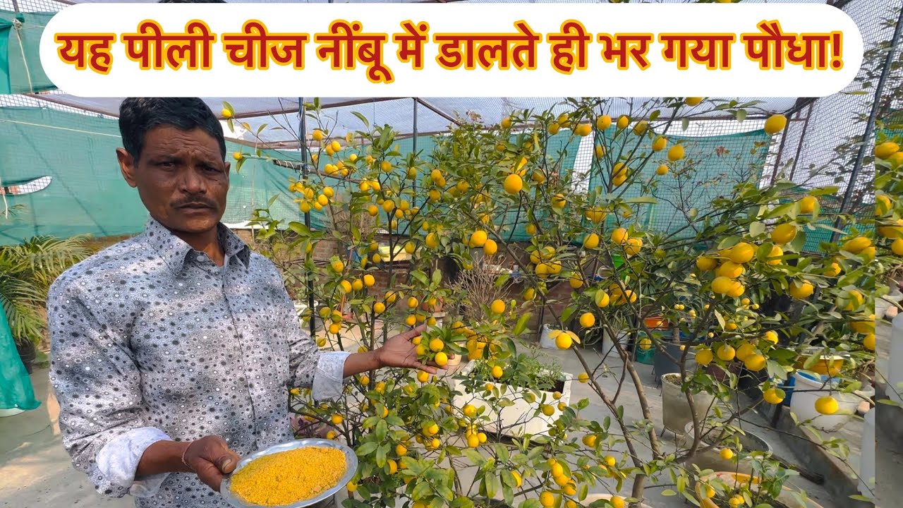 यह पीली चीज नींबू में डालते ही भर गया पौधा!