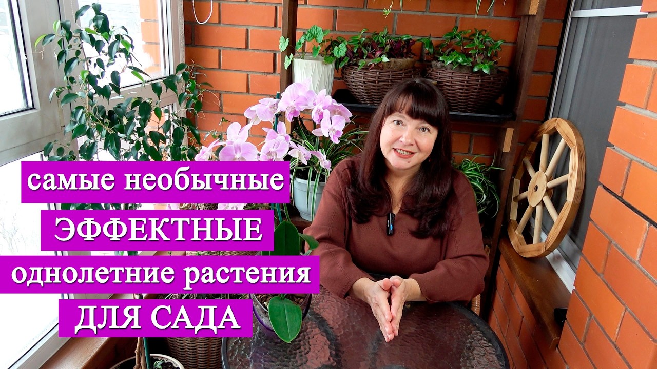 ОДНОЛЕТНИЕ ГИГАНТЫ для сада! Молодой сад? Сажай их и не пожалеешь!