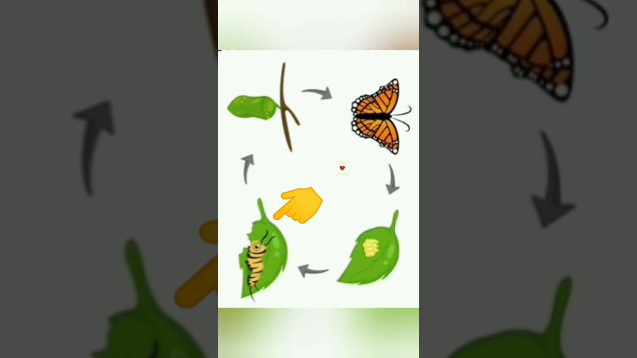 How to get rid of CATERPILLARS #gardening #pesticides #shorts