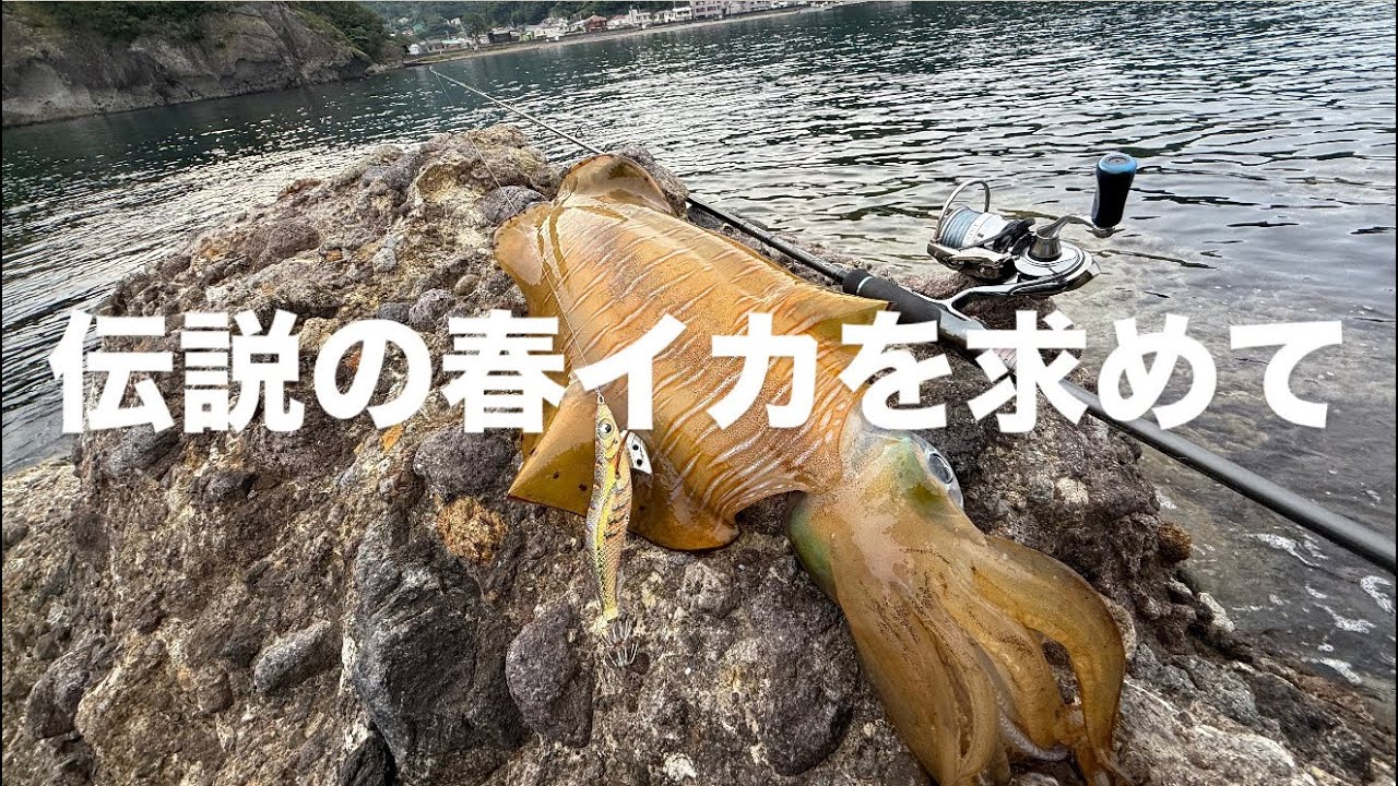 ［エギング］今春最ッ大のアオリイカを釣りました［卍解有り］