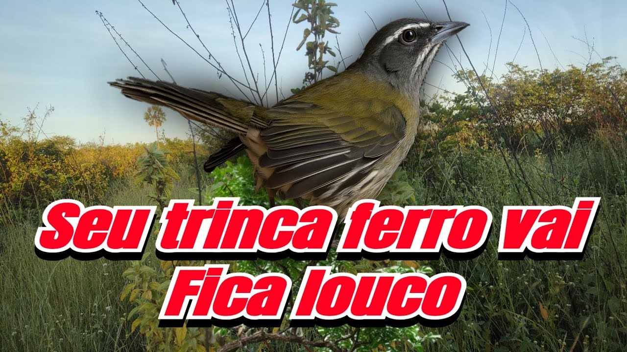 F&ecirc;mea de trinca ferro macheando e pedindo gala