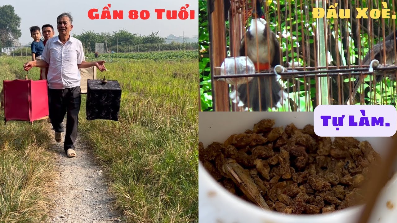 Gặp Lại Ông Gần 80 Tuổi Sở Hữu Chú Chim Chào Mào''Xoè Cứng''Cớ Thái Độ Đấu Cực Tốt//@Tuân Huệ VP ;0902158832. .