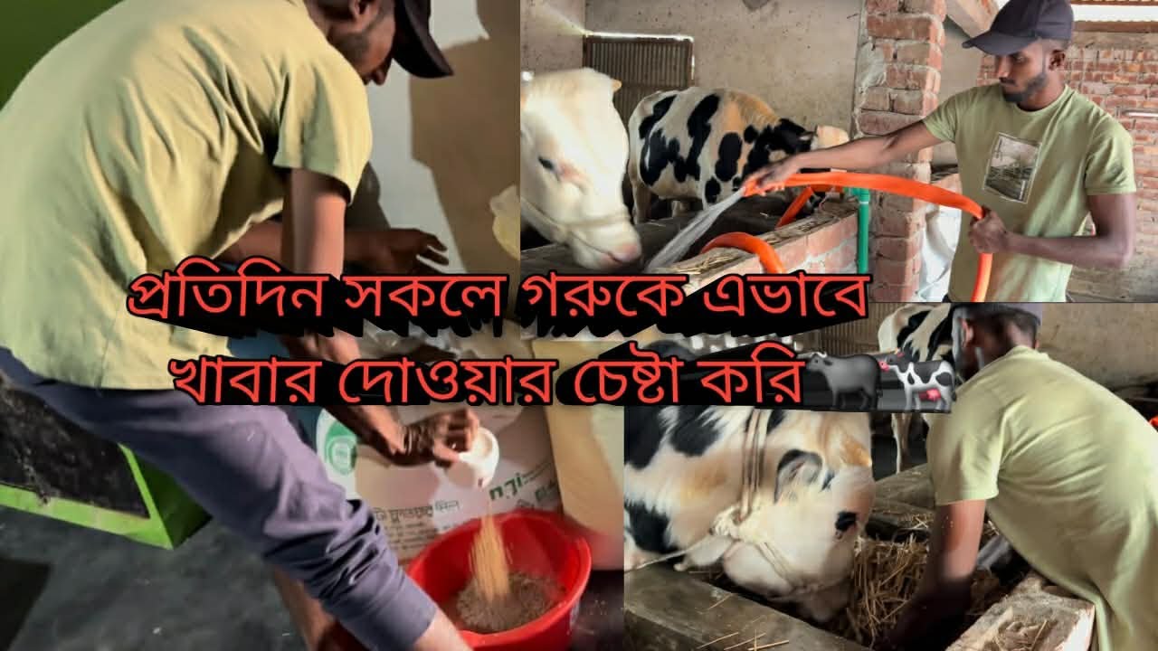 প্রতিদিন সকালে গরুদের এভাবে খাবার দোওয়ার চেষ্টা করি🐄🦬🦬