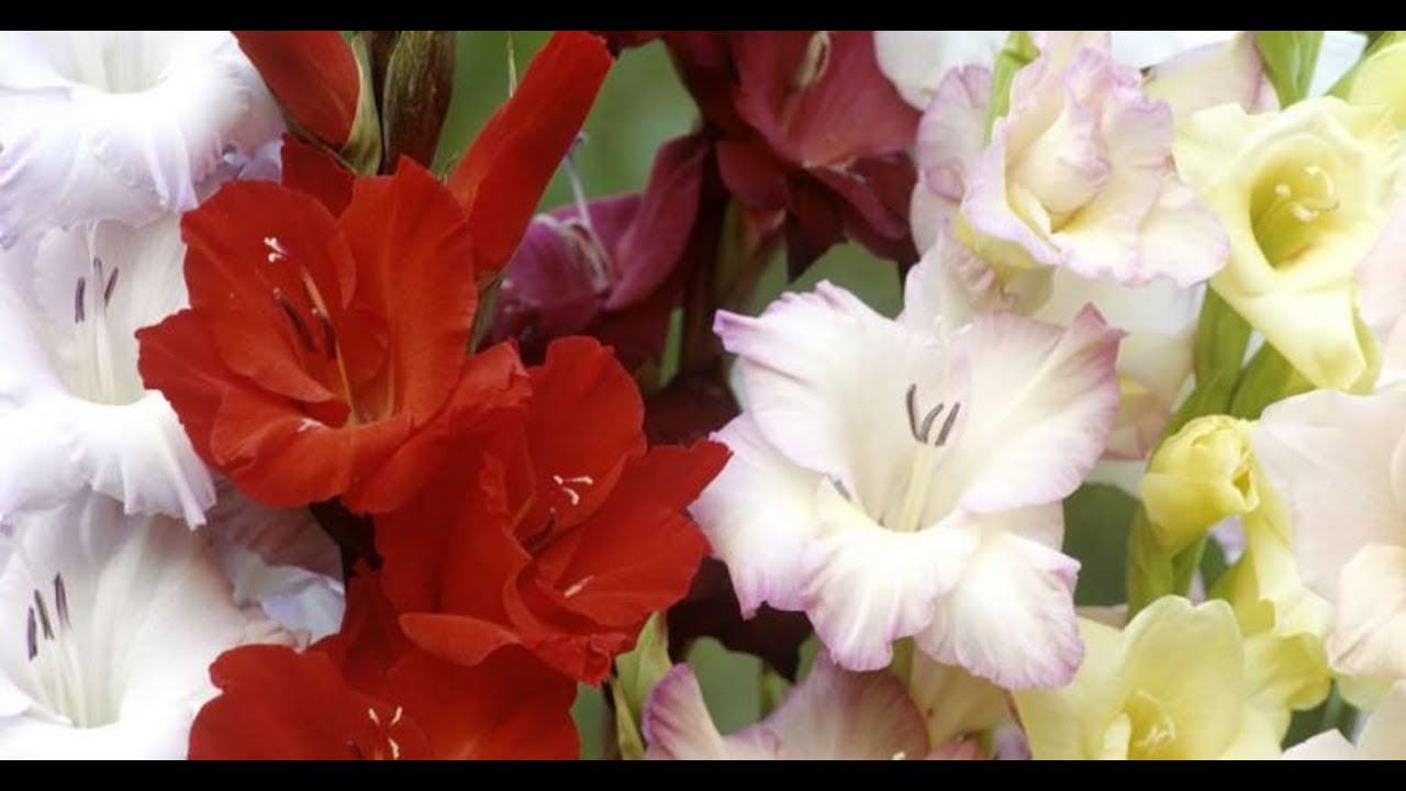 Cómo sembrar semillas de Gladiolos / Gladiola / Gladiolus / Espadilla
