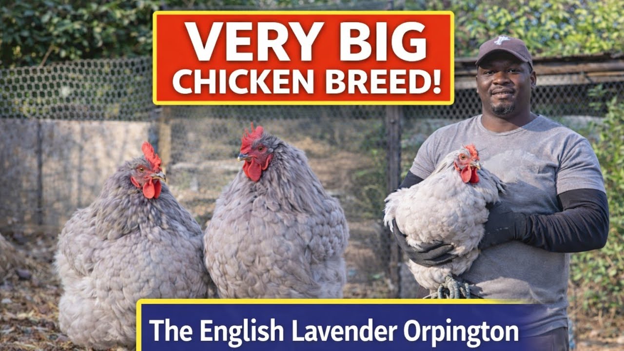 Very big chicken breed! The English Lavender Orpington 