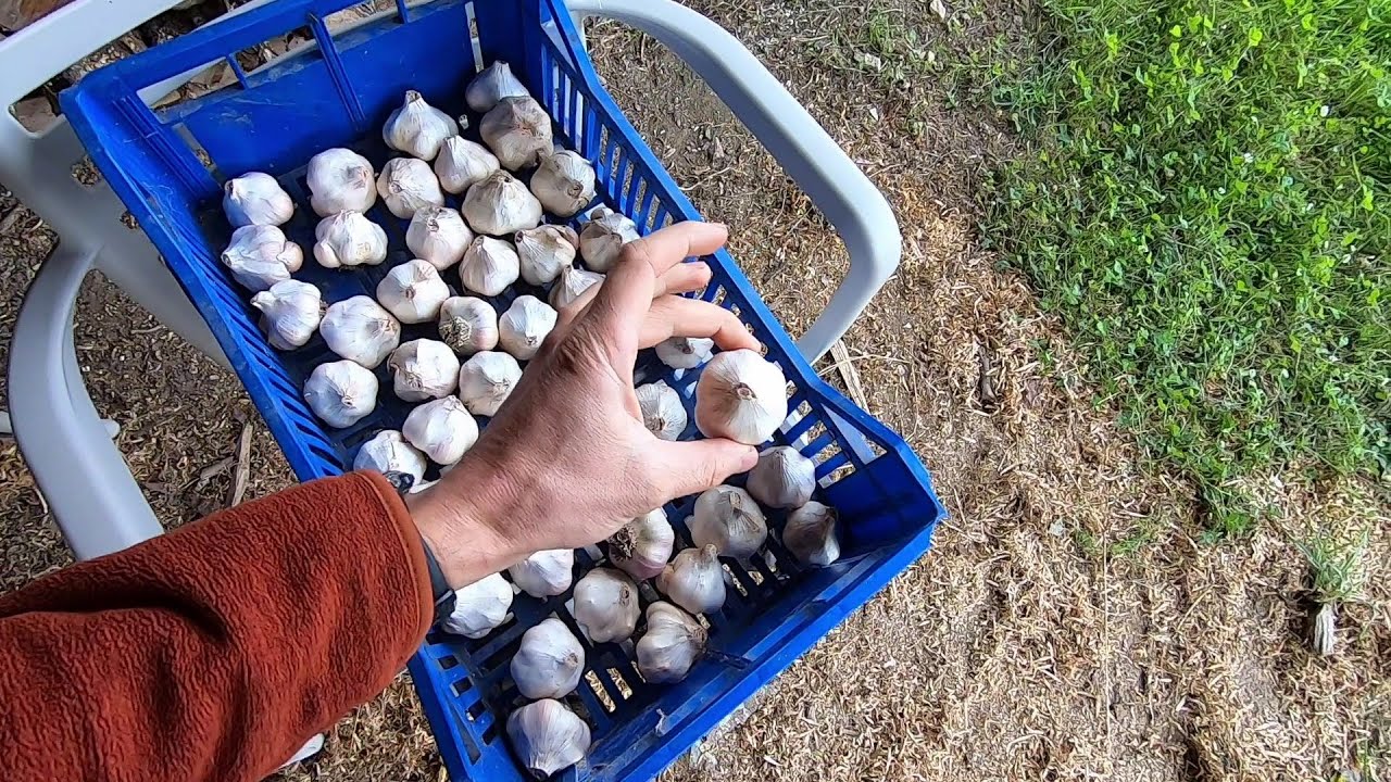 Sécher ail / oignons / échalotes par temps humide. Préparer l'ail pour le stocker et le conserver.