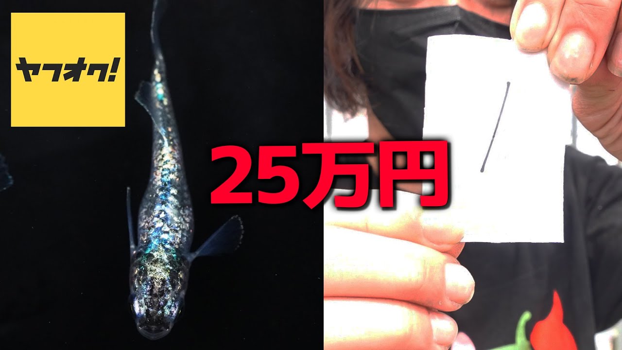 緊急事態!!超高額メダカをお迎えしてしまいました｜ゴブリン
