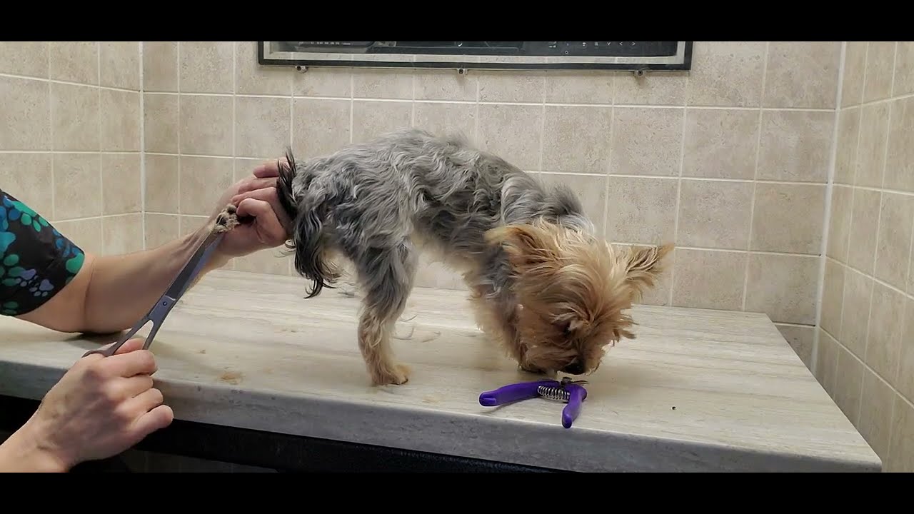 Previous Difficult dog, fidgety with front paws & bath, long cut, dog grooming without restraints