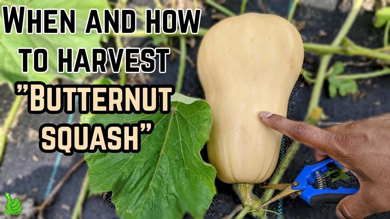 Butternut squash : When and how to harvest butternut squash | BEST TIPS & Tricks |