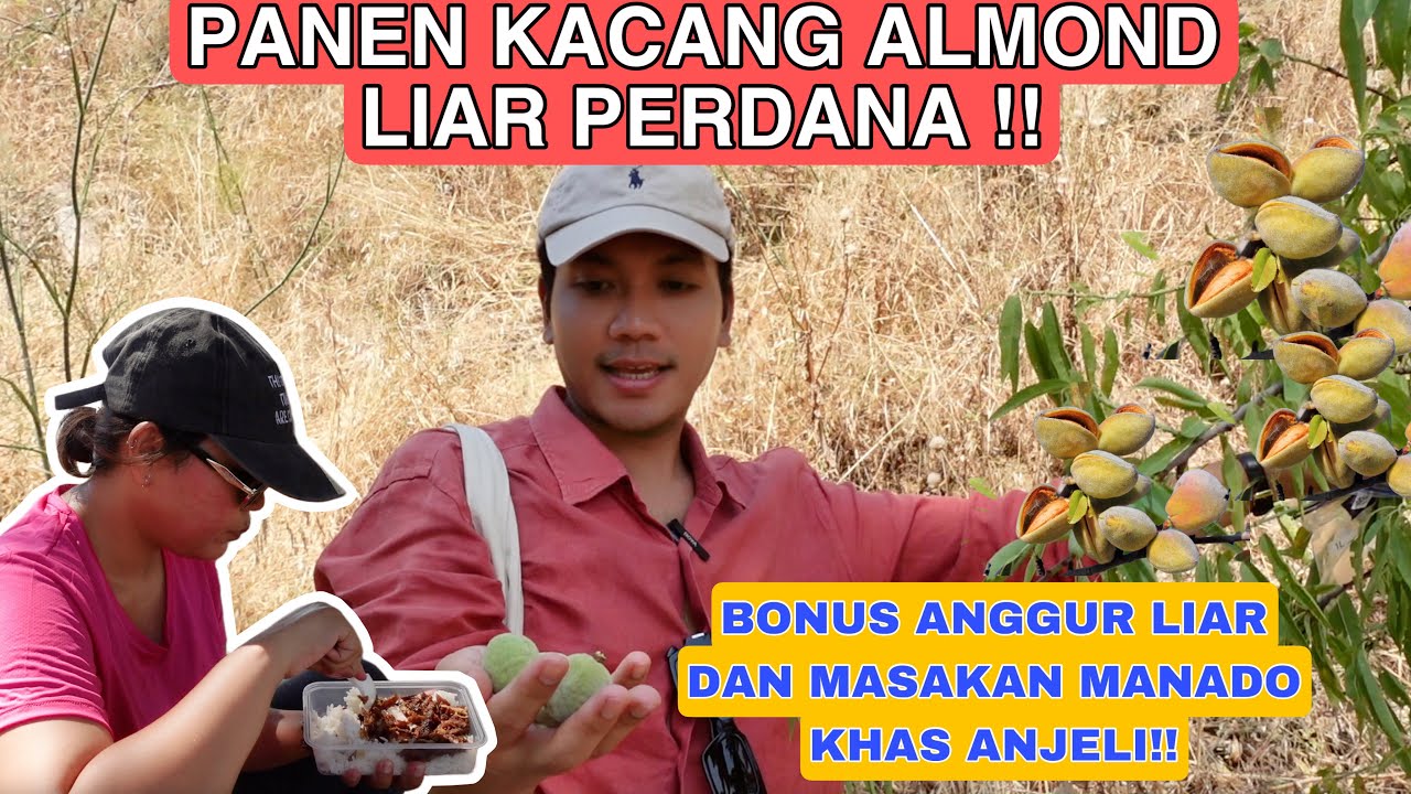 PANEN KACANG ALMOND LIAR PERDANA!! BONUS ANGGUR LIAR DAN MASAKAN MANADO KHAS MARIKO ANJELI !!