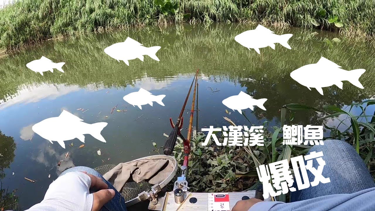 大漢溪野釣鯽魚難得的咬況（台湾のフナ釣り）