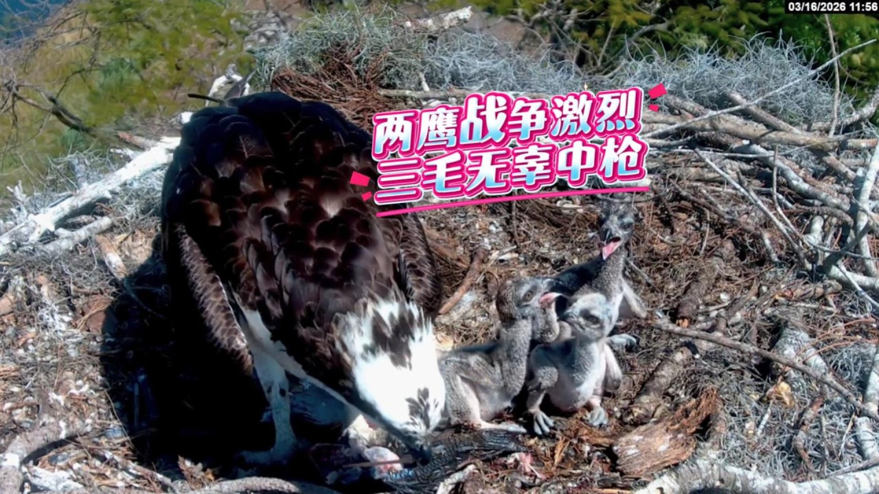 两鹰战争激烈，三毛无辜躺枪，纯纯的大冤种啊