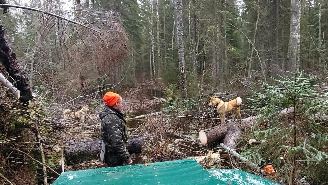 НАЧАЛО НОВОГО СЕЗОНА ОХОТЫ/ВЫСТАВИЛ ПЕРВЫЙ ПУТИК КАПКАНОВ НА КУНИЦУ!!!