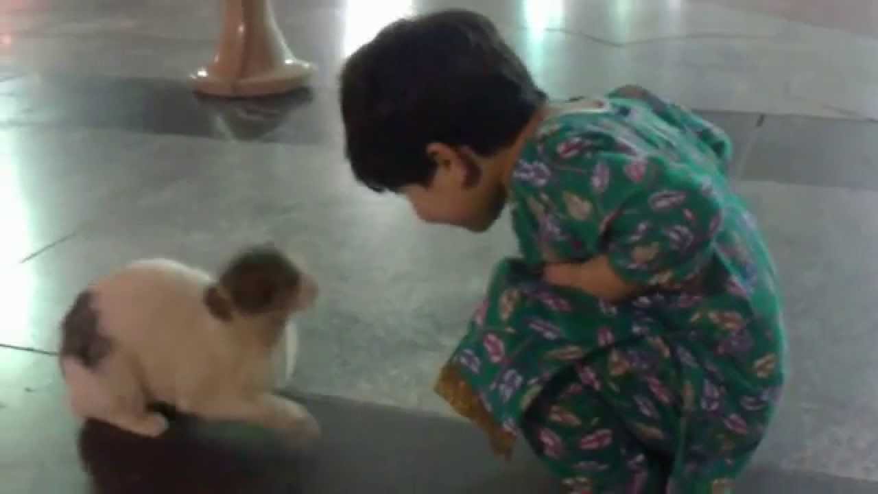 Cat attack Masjid Al Nabawi Shareef
