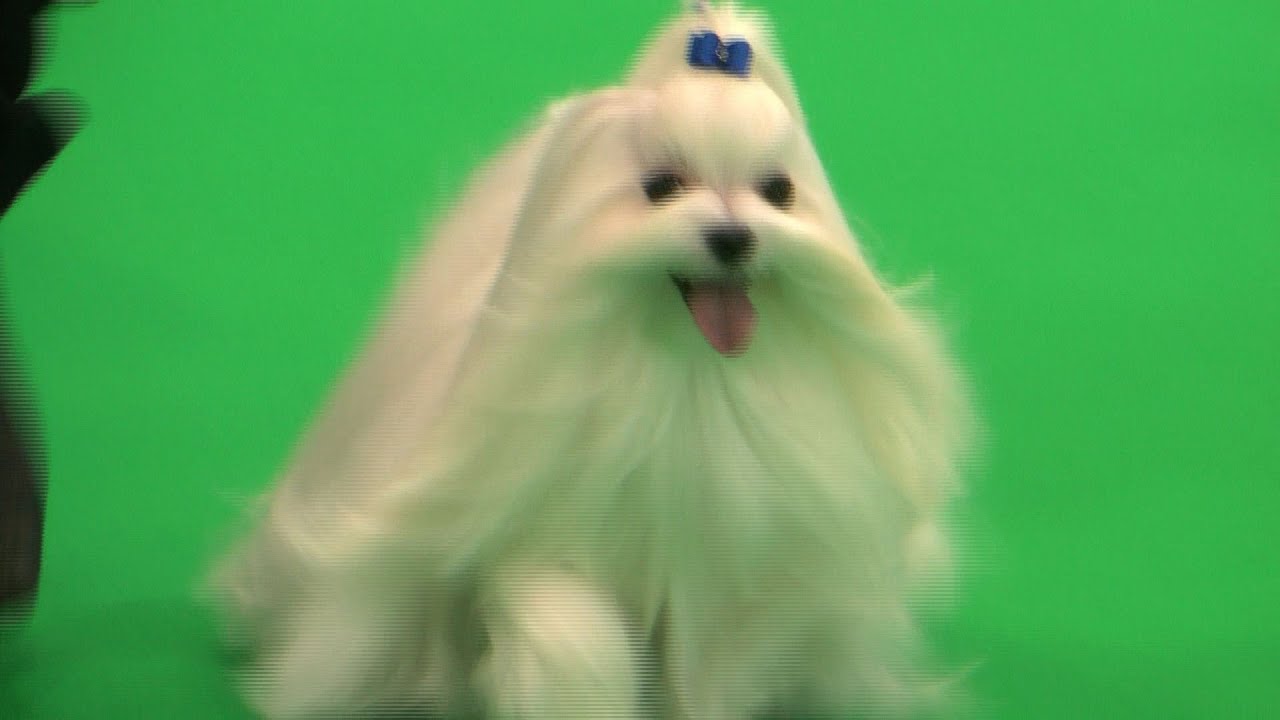 City of Birmingham 2015 Dog Show - Toy group