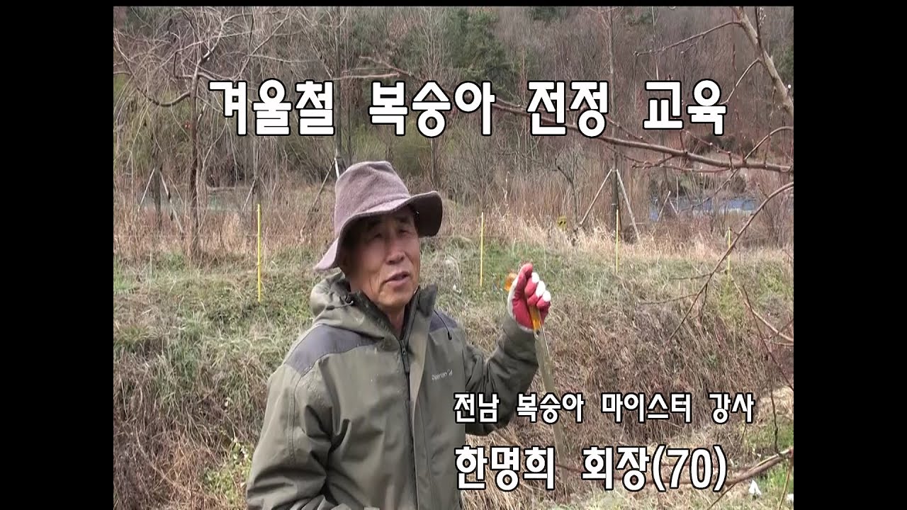 복숭아 마이스터 강사 한명희 회장의 겨울철 복숭아 전정교육