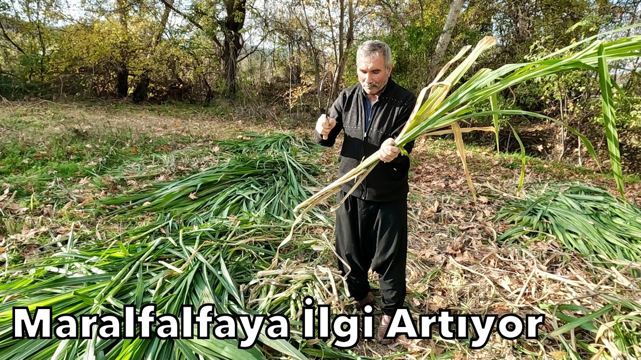 Bir Kere Dik, 10 Yıl Biç! 🌾 Maralfalfa ile Sürekli Yem Kaynağı