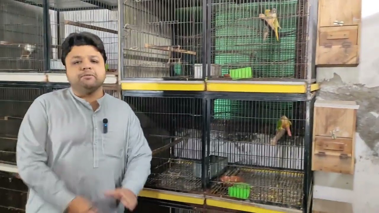 Beautiful lovebirds and Conour Setup By Muhammad Ali bhai 