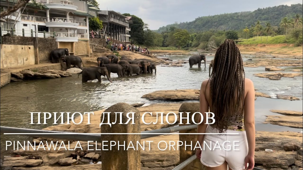 Слоновий питомник Пиннавела, Шри-Ланка 🐘🇱🇰 / Pinnawala Elephant Orphanage, Shri-Lanka 🐘🇱🇰