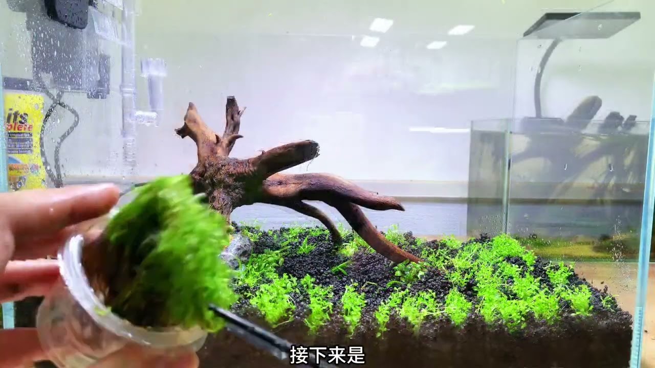 适合角落的缸