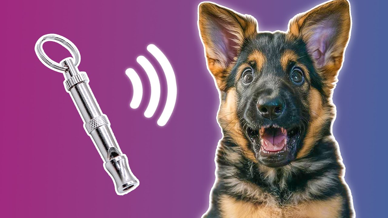 Dog Whistle Sound - Ultrasonic Sound for Dogs to React