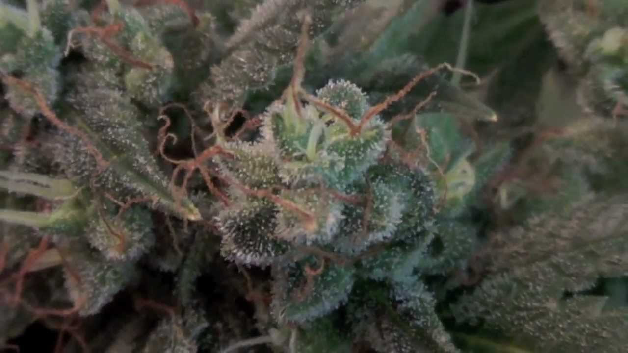 Snowryder Autoflower T5 Cannabis Grow (Day 67 from seed)