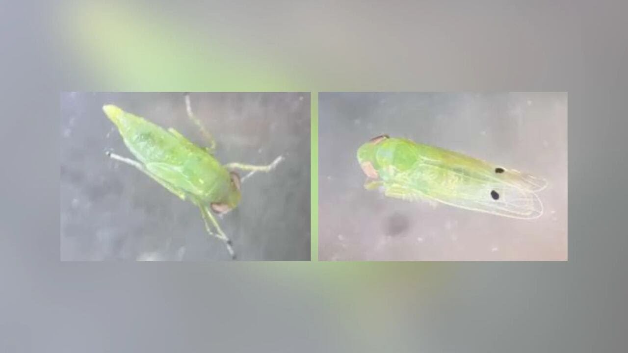 New pest threatens Georgia cotton, could impact consumers