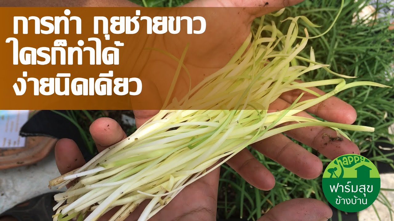 การทำ กุยช่ายขาว ใครก็ทำได้ง่ายนิดเดียว / ฟาร์มสุขข้างบ้าน
