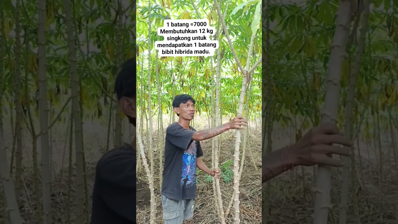 BIBIT SINGKONG HIBRIDA MADU 1 BATANG 7 RIBU SEKARANG TIDAK LAKU