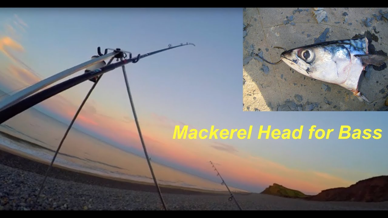 Beach Fishing for Bass with Mackerel Head